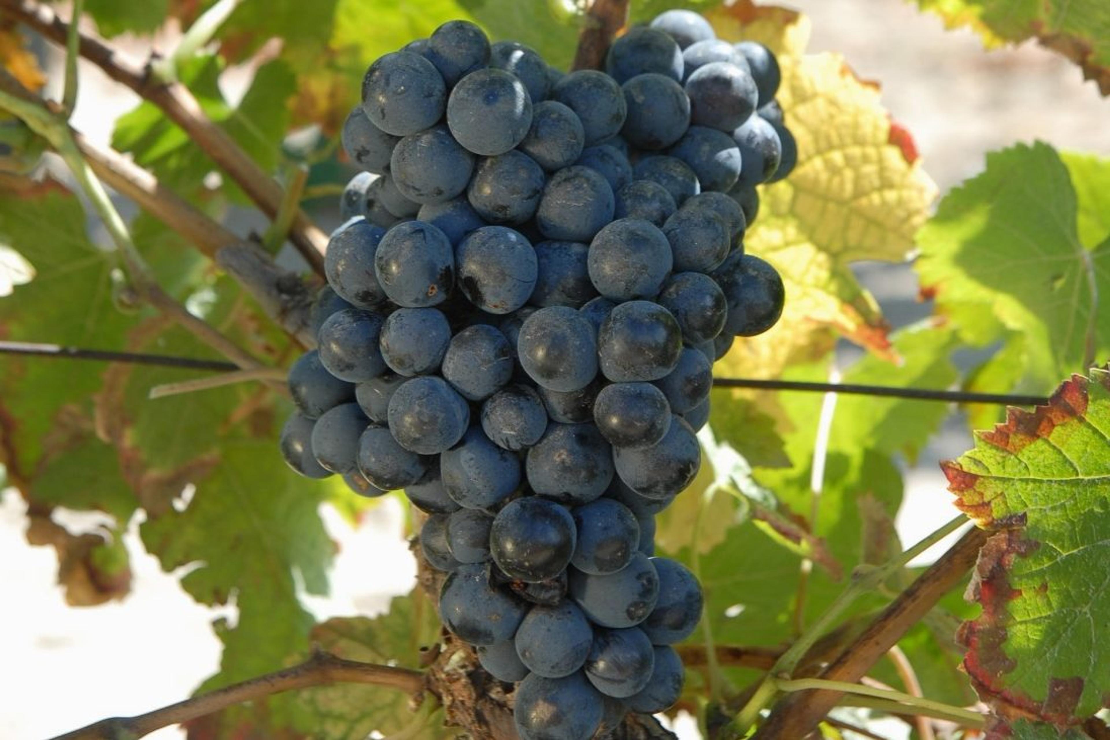 Why saving Merlot’s Mum is key for wine’s future and its past