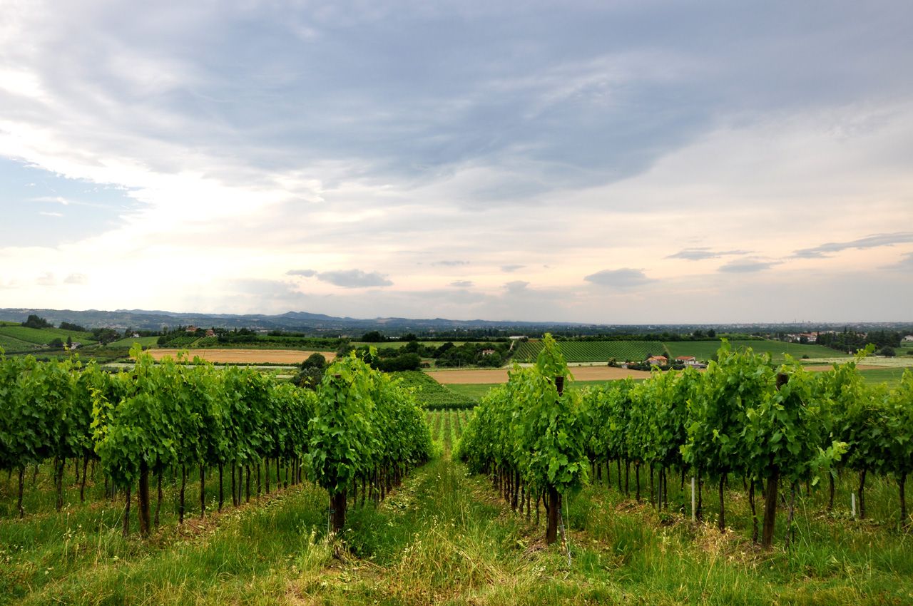 Our picks of the new range from Italian wine network Vinità Italia