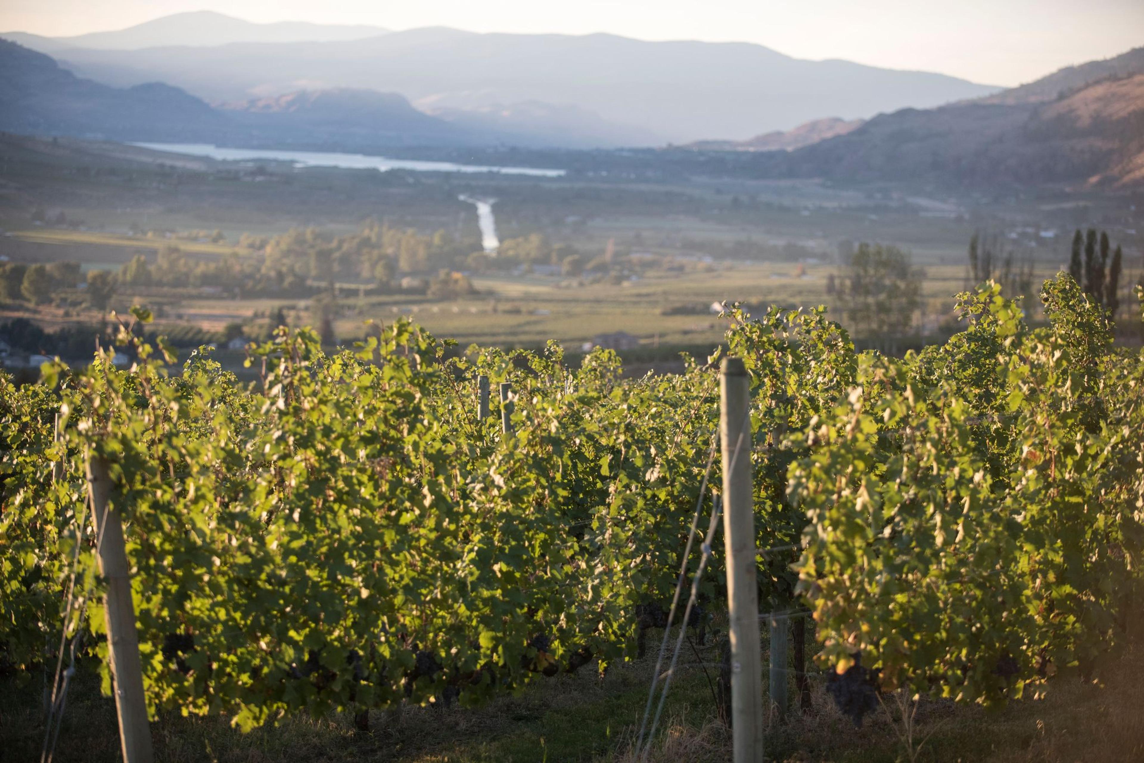 Iconic Wineries’ Paul Beavis on ‘Next World’ Canadian wine