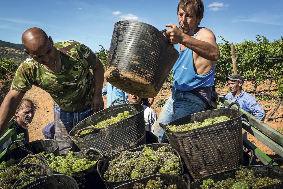 How Spain’s strong 2018 vintage is good news for global wine