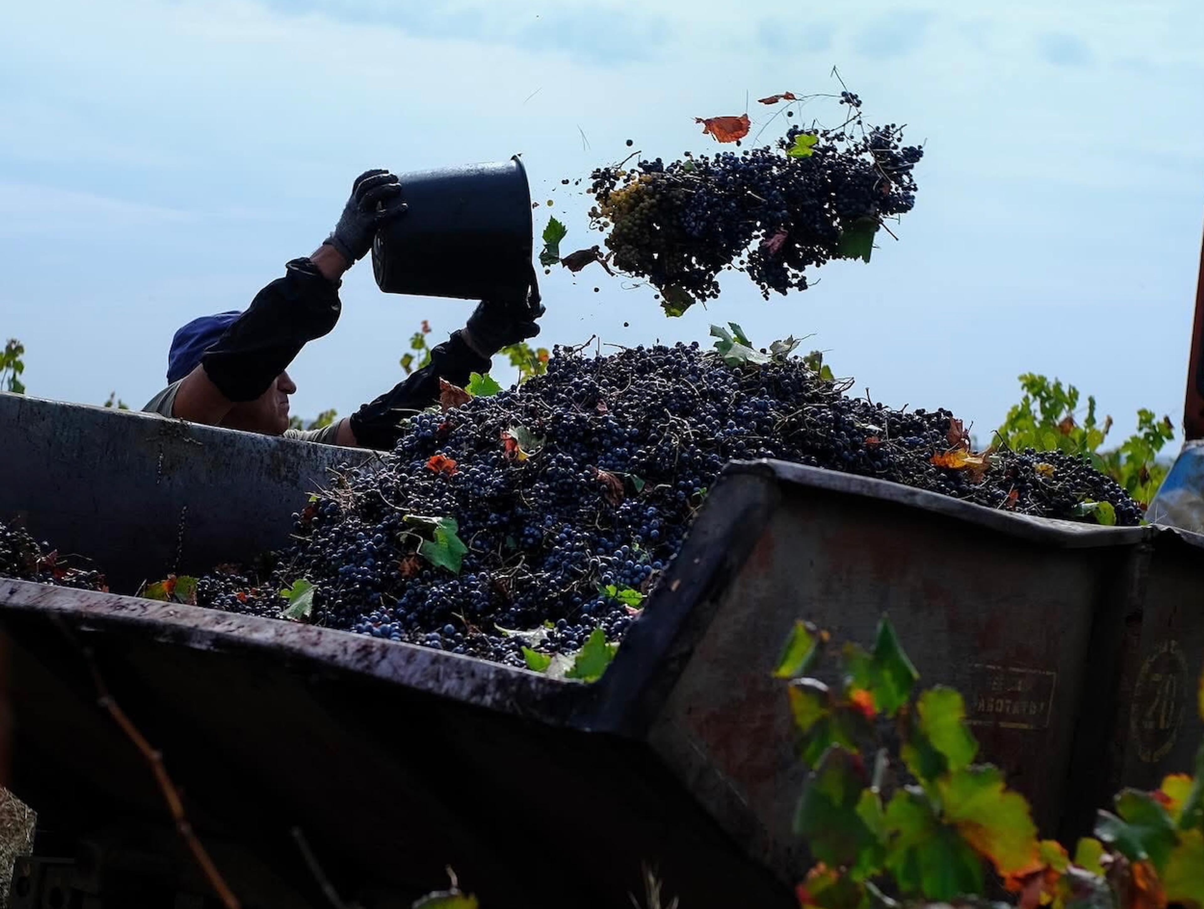 How Ukraine has tamed the "wild horse” Odesa Black grape variety