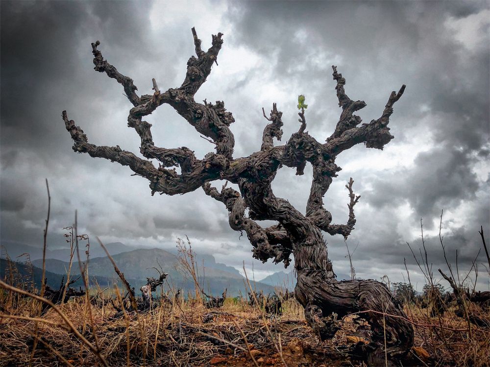How old vines are a key part of Stellenbosch’s future