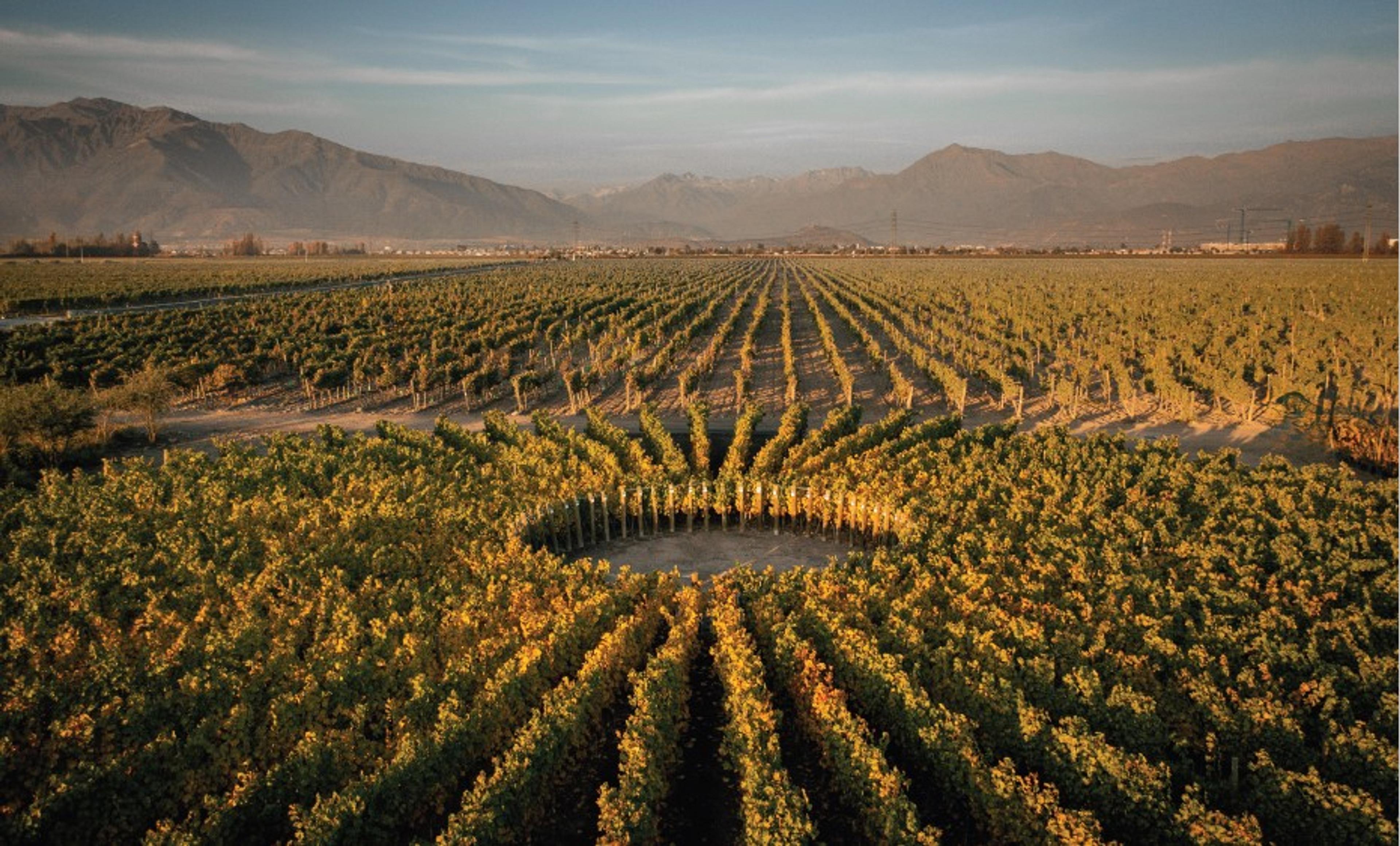 Don Melchor: viticulture is taking our top Chilean wines to a new level