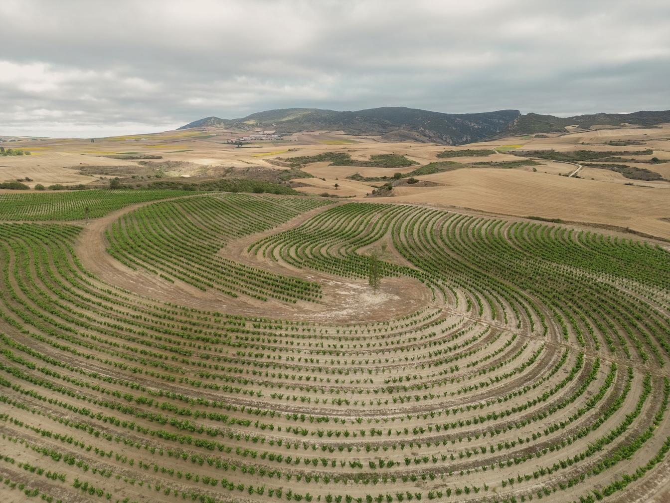 How Roda's new state-of-the-art La Horra winery is bearing fruit  