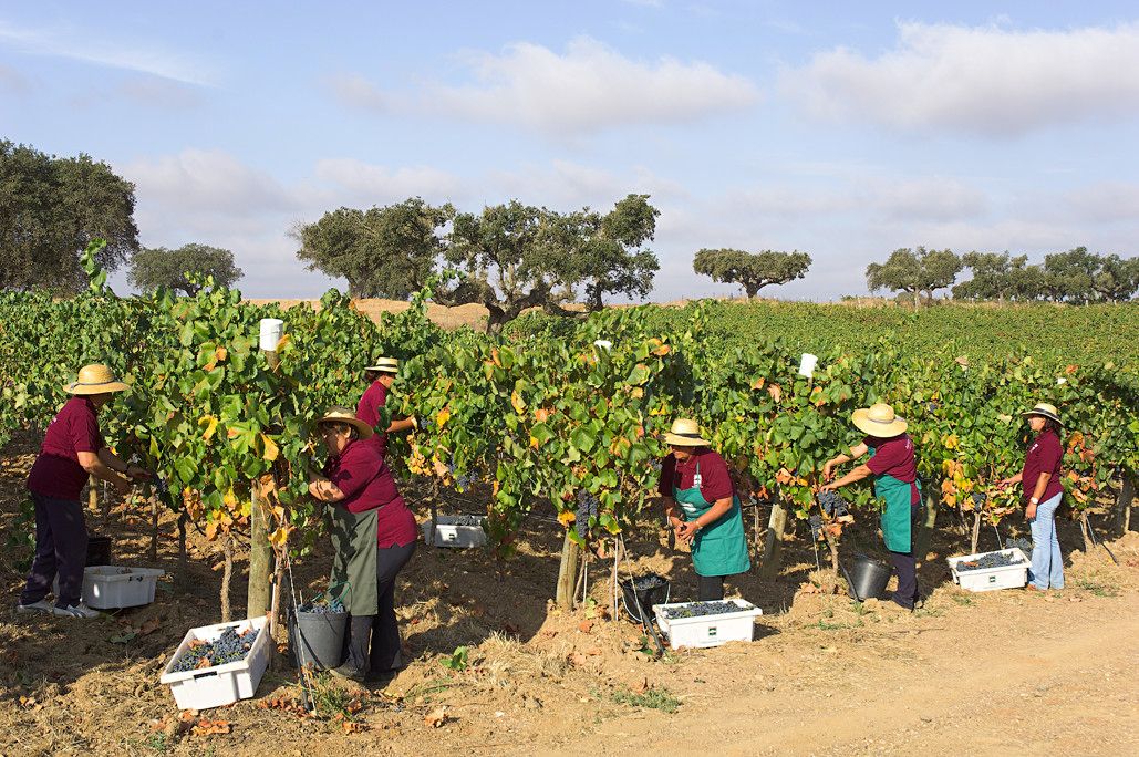 How Wines of Alentejo creates a flagship in sustainability