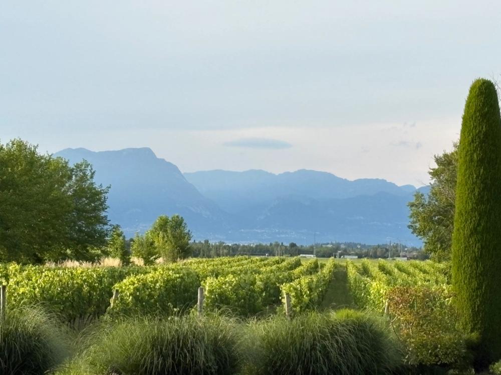 Lugana wines