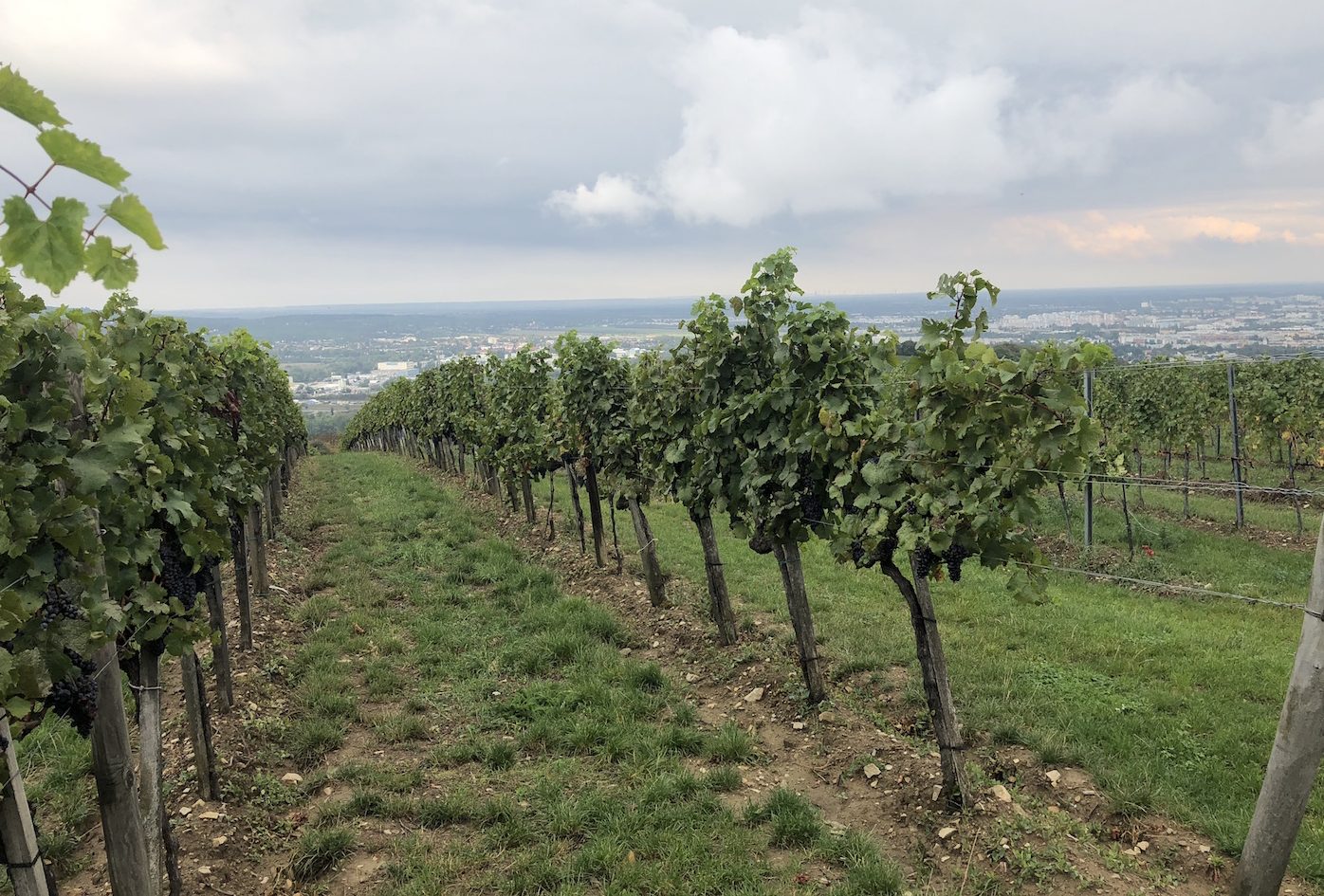 Getting to grips with Austria’s wine classification system