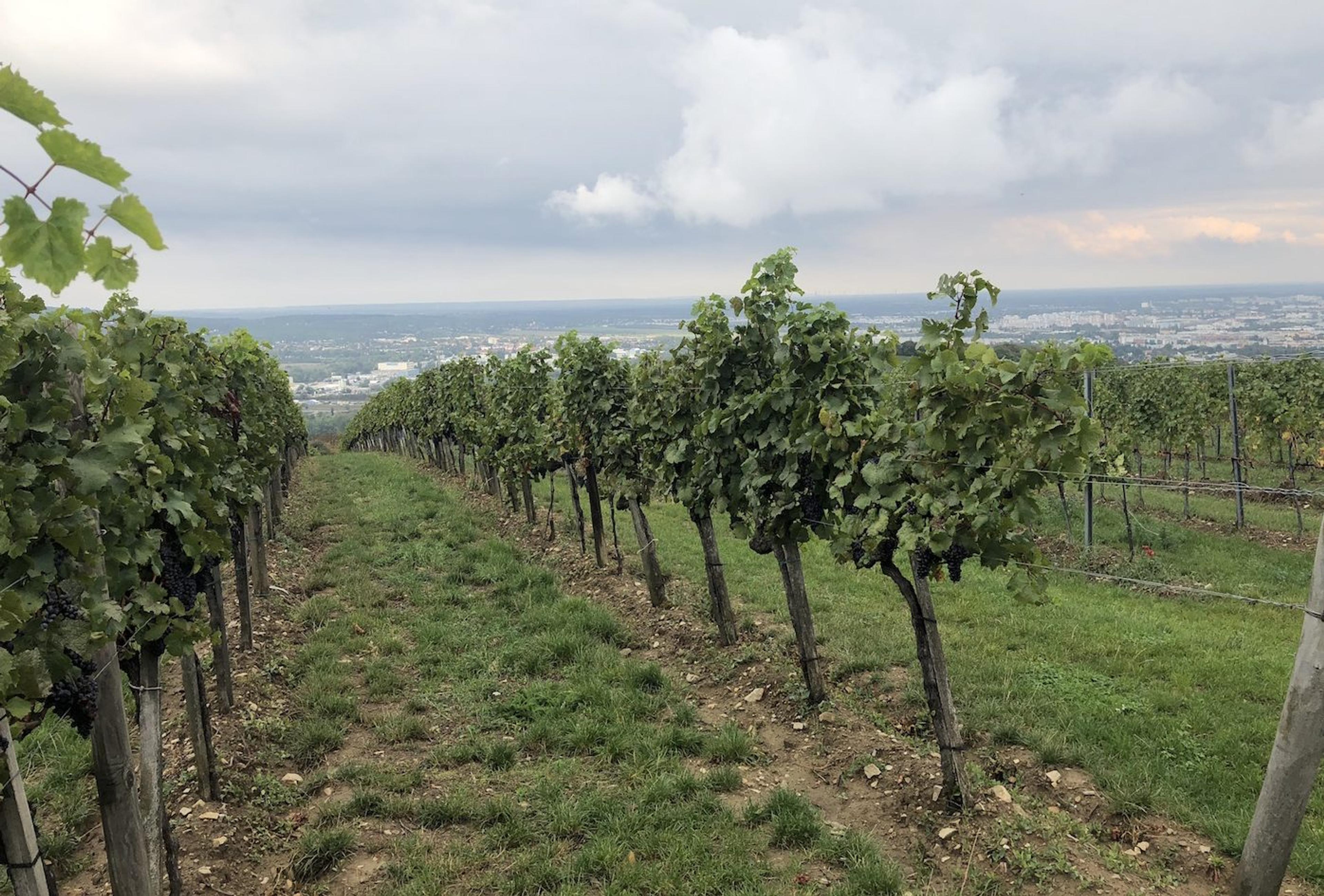 Getting to grips with Austria’s wine classification system
