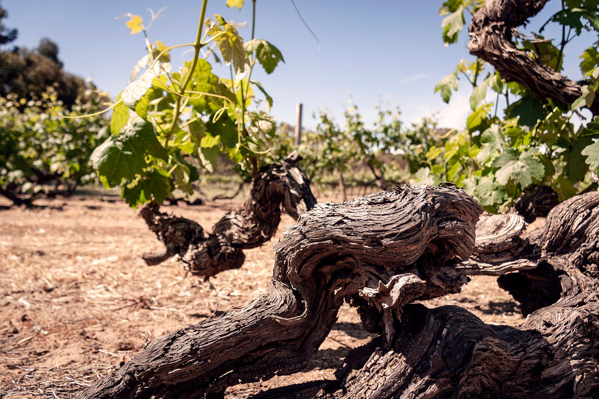 Sarah Abbott MW on the global Old Vine Conference