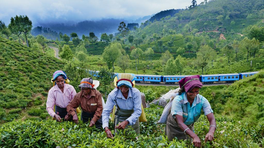 What winemakers can learn from the art of tea production