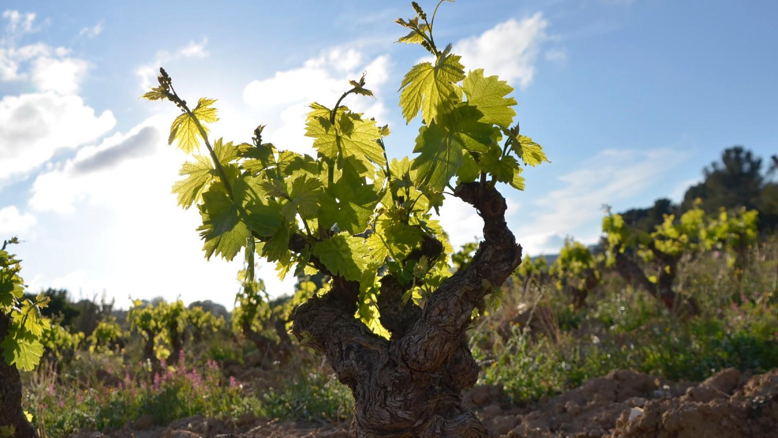 How Mourvèdre comes of age in new-style red Bandol wines