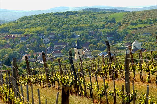Wines of Hungary to bring Feb Furmint celebrations to UK
