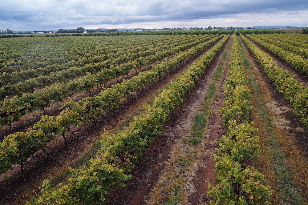 Calabria Family Wines
