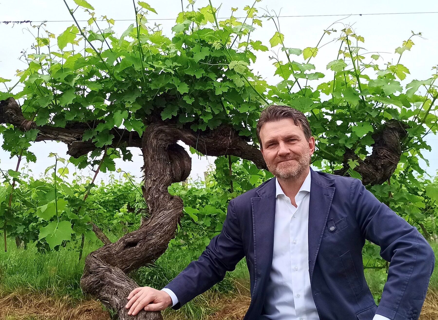 How old vines & varieties make Villa Bogdano 1880 stand out