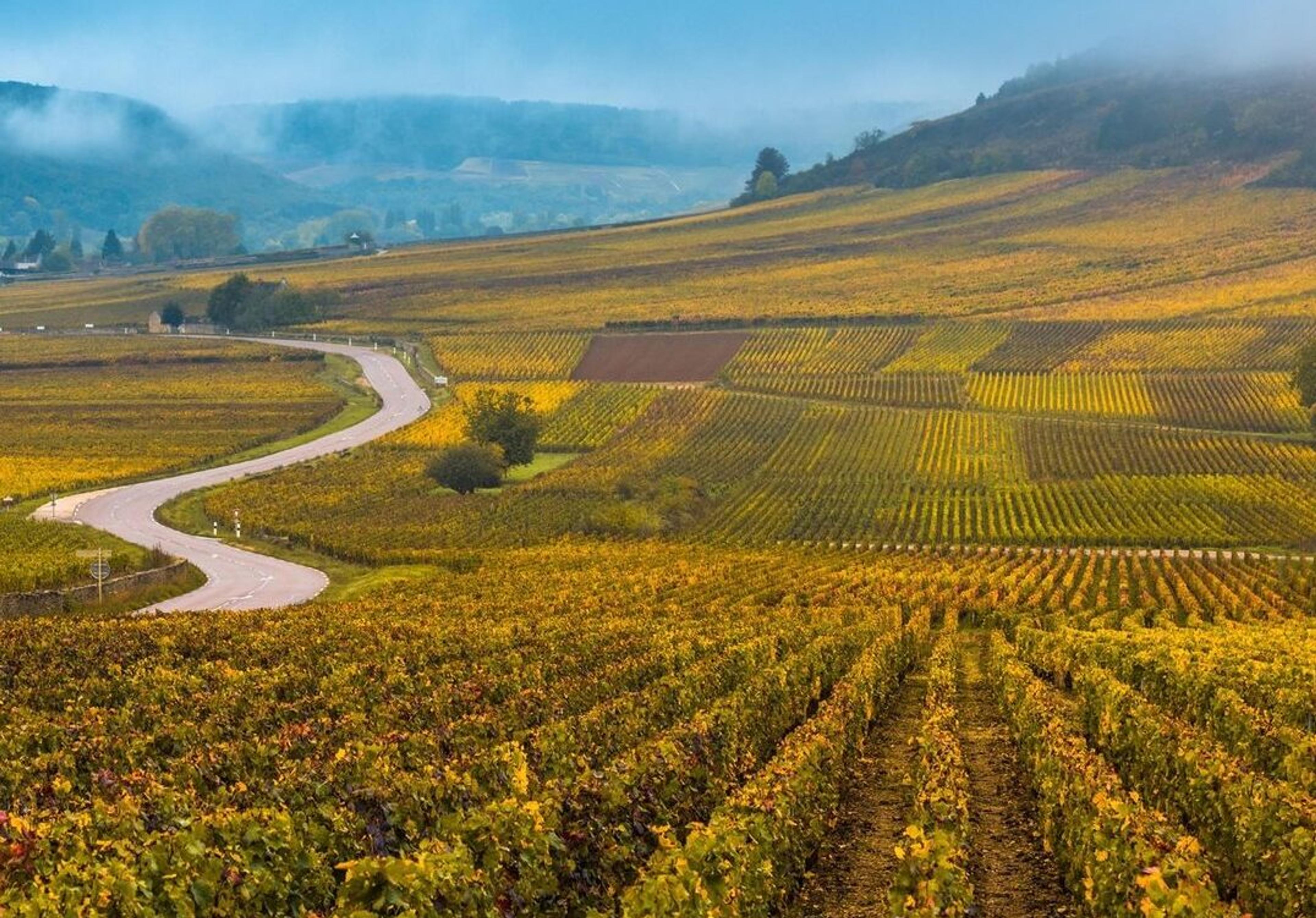 Get ready for Burgundy 2019: Corney & Barrow’s Guy Seddon
