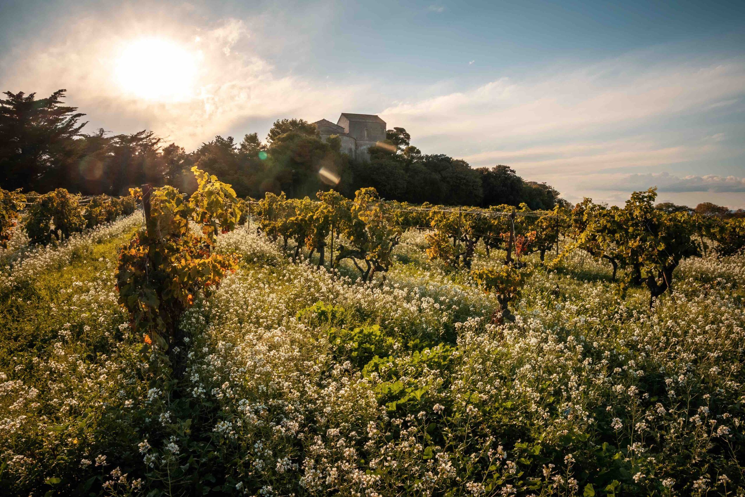 What makes AOP Languedoc a key French appellation