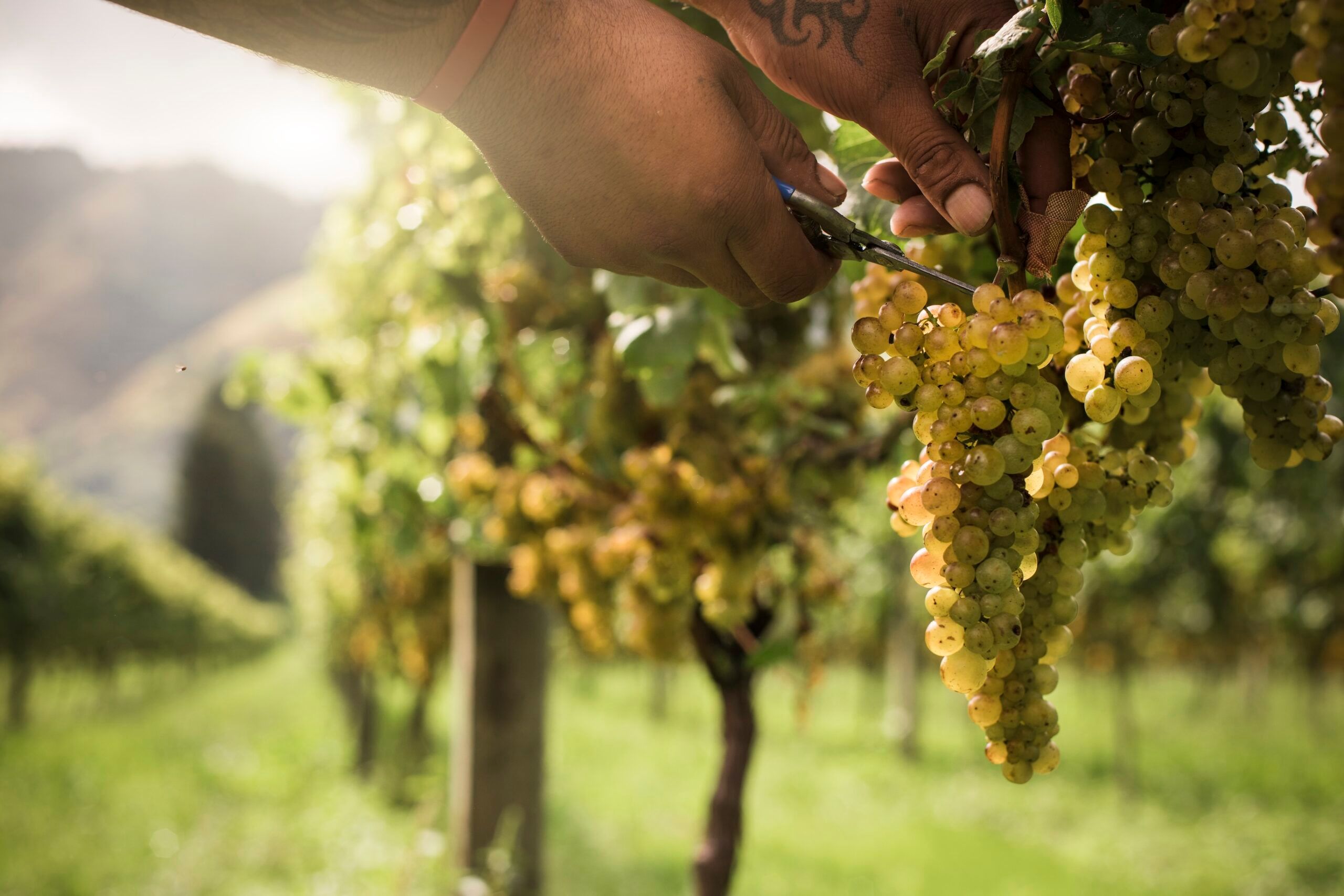 New Zealand Wine’s premium status presented at 2024 tasting