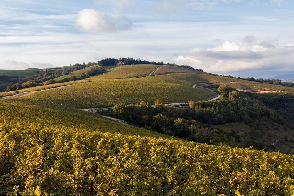 La Collina dei Ciliegi