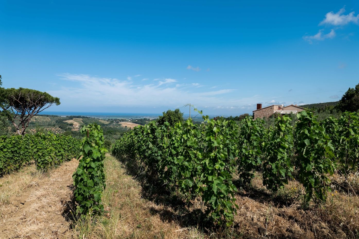 The Buyer | Cinzia Merli and the singular vision of Bolgheri