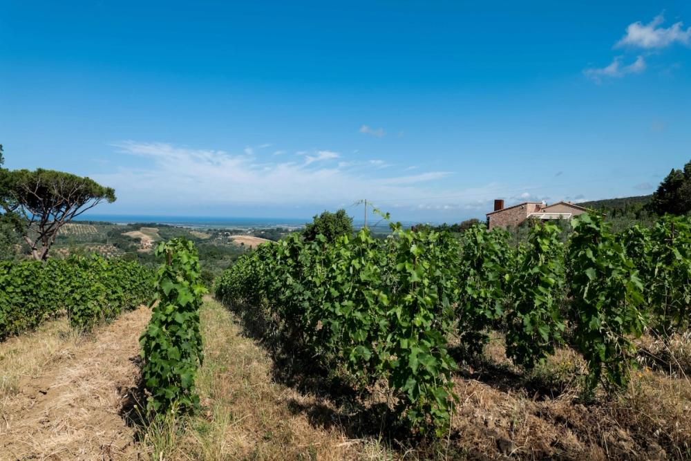 Le Macchiole