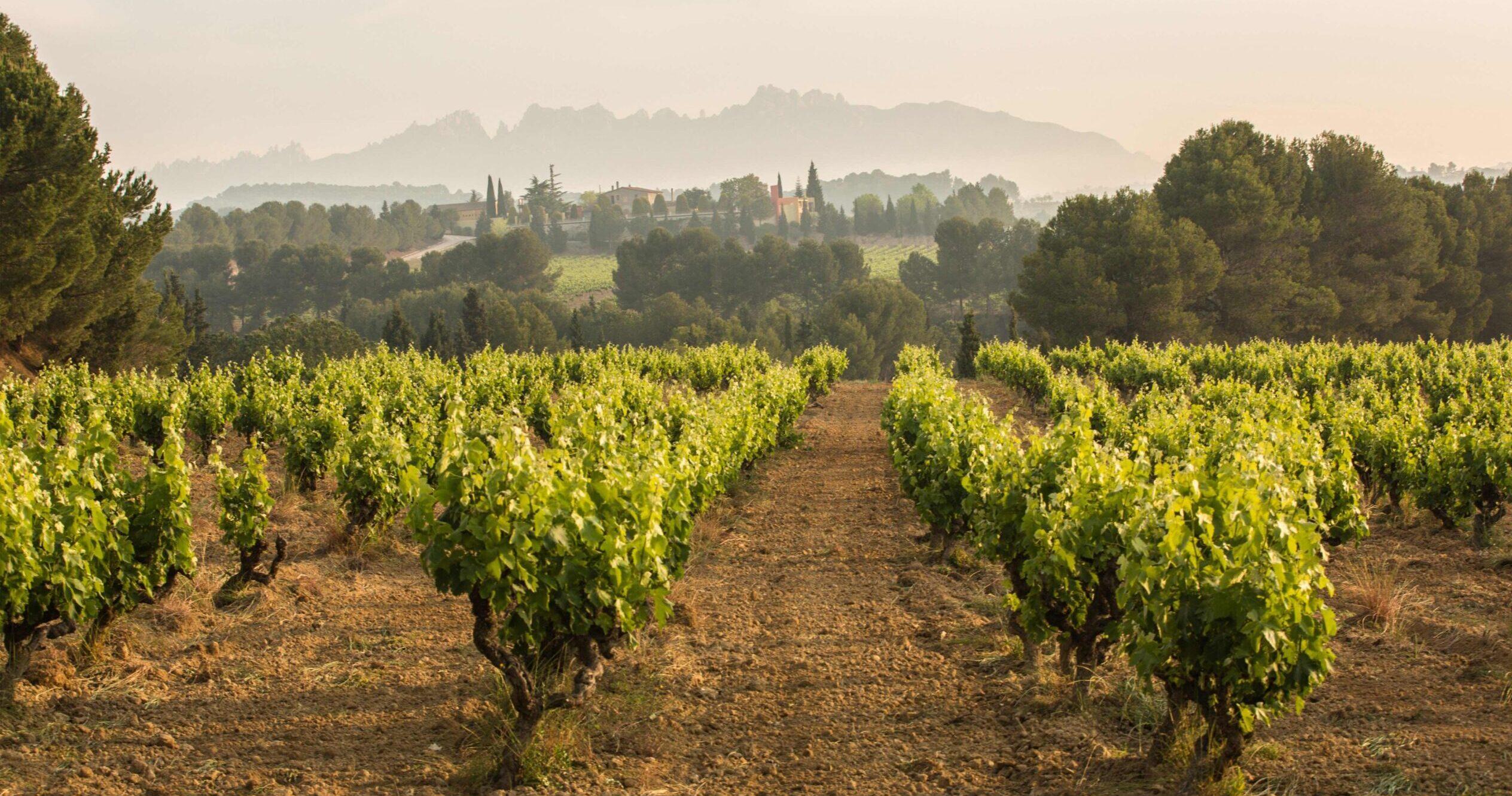 Getting up to speed on DO Cava’s premiumisation initiatives