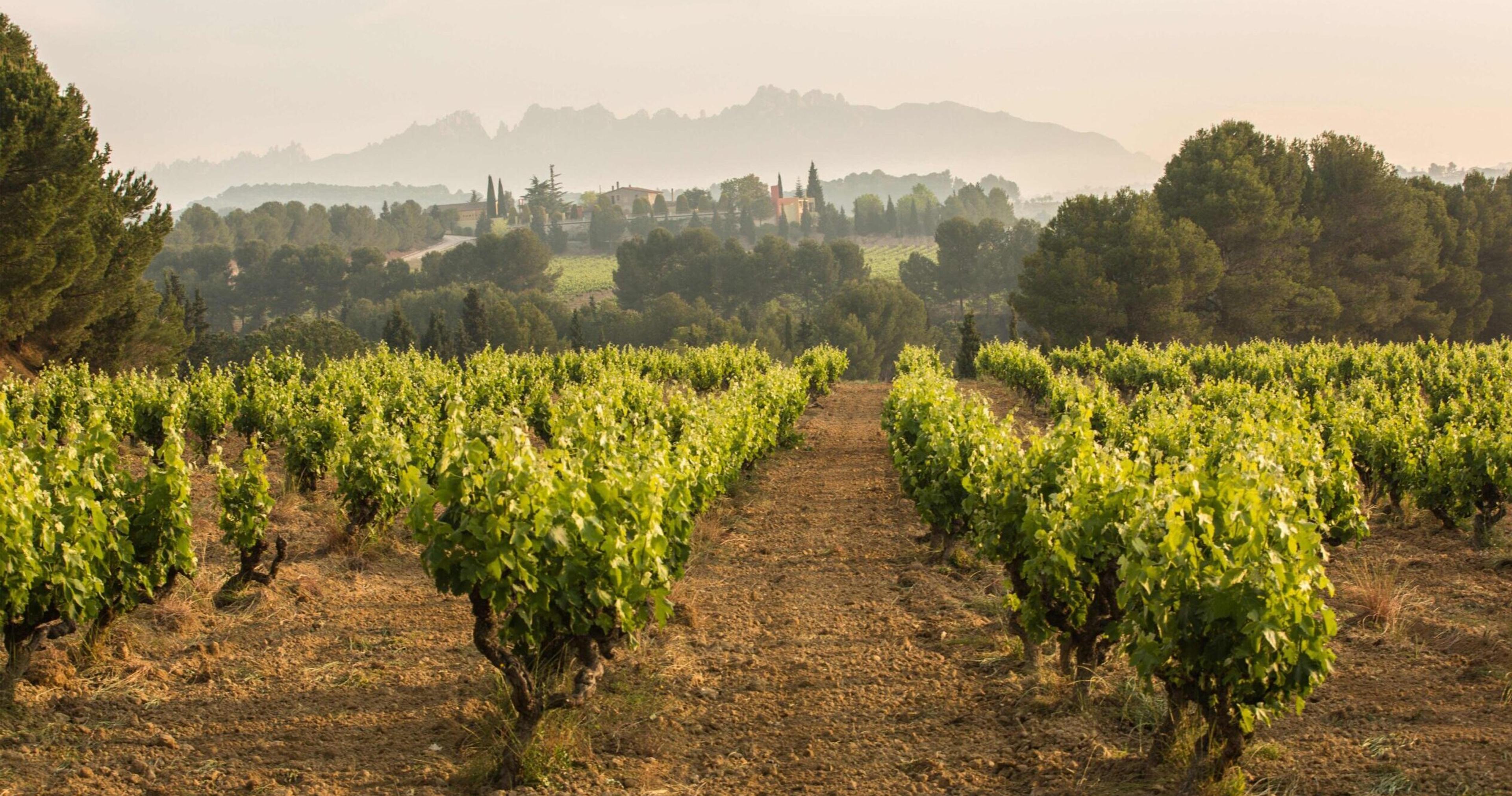 Getting up to speed on DO Cava’s premiumisation initiatives