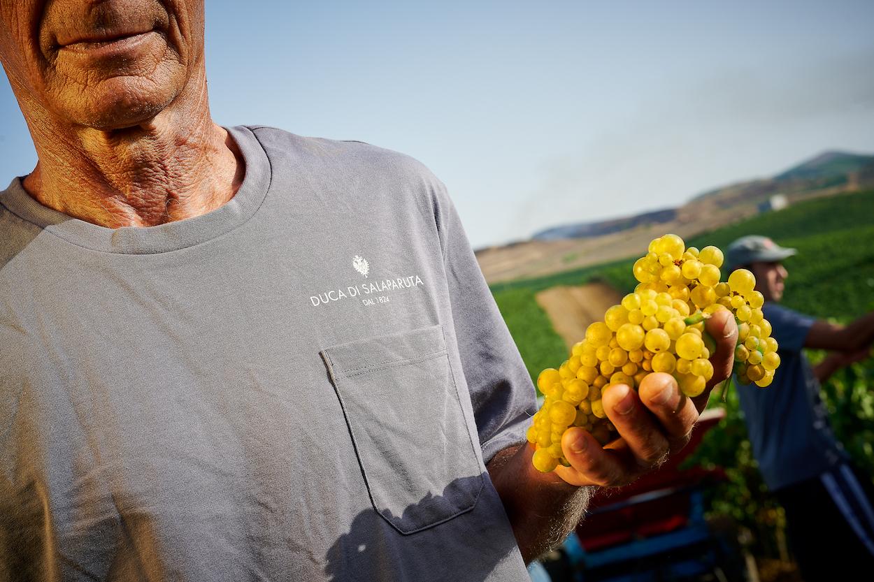 Duca di Salaparuta and the renaissance of Sicily’s viticulture