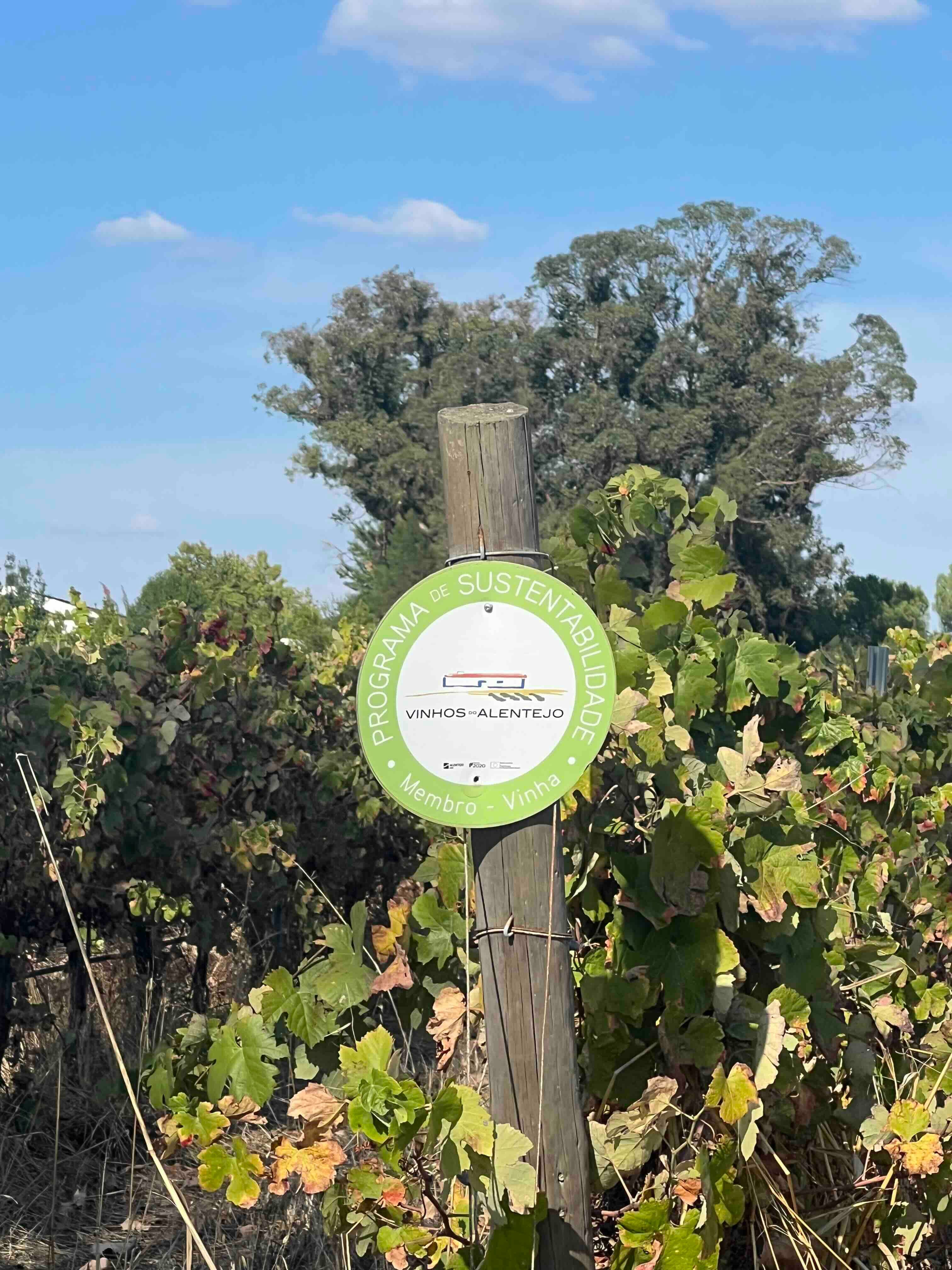 Alentejo 101: from bread basket to cradle of regenerative viticulture