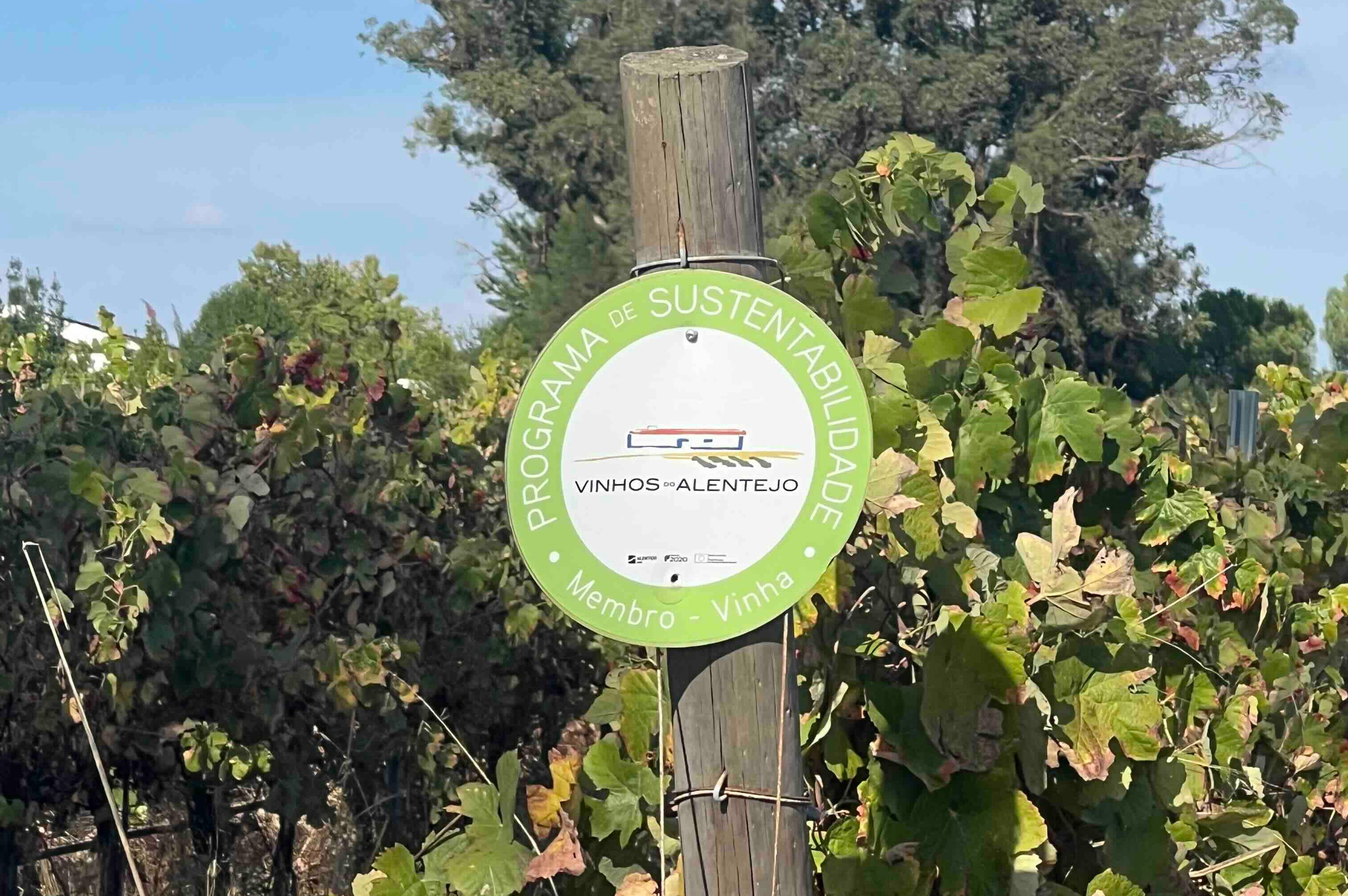 Alentejo 101: from bread basket to cradle of regenerative viticulture