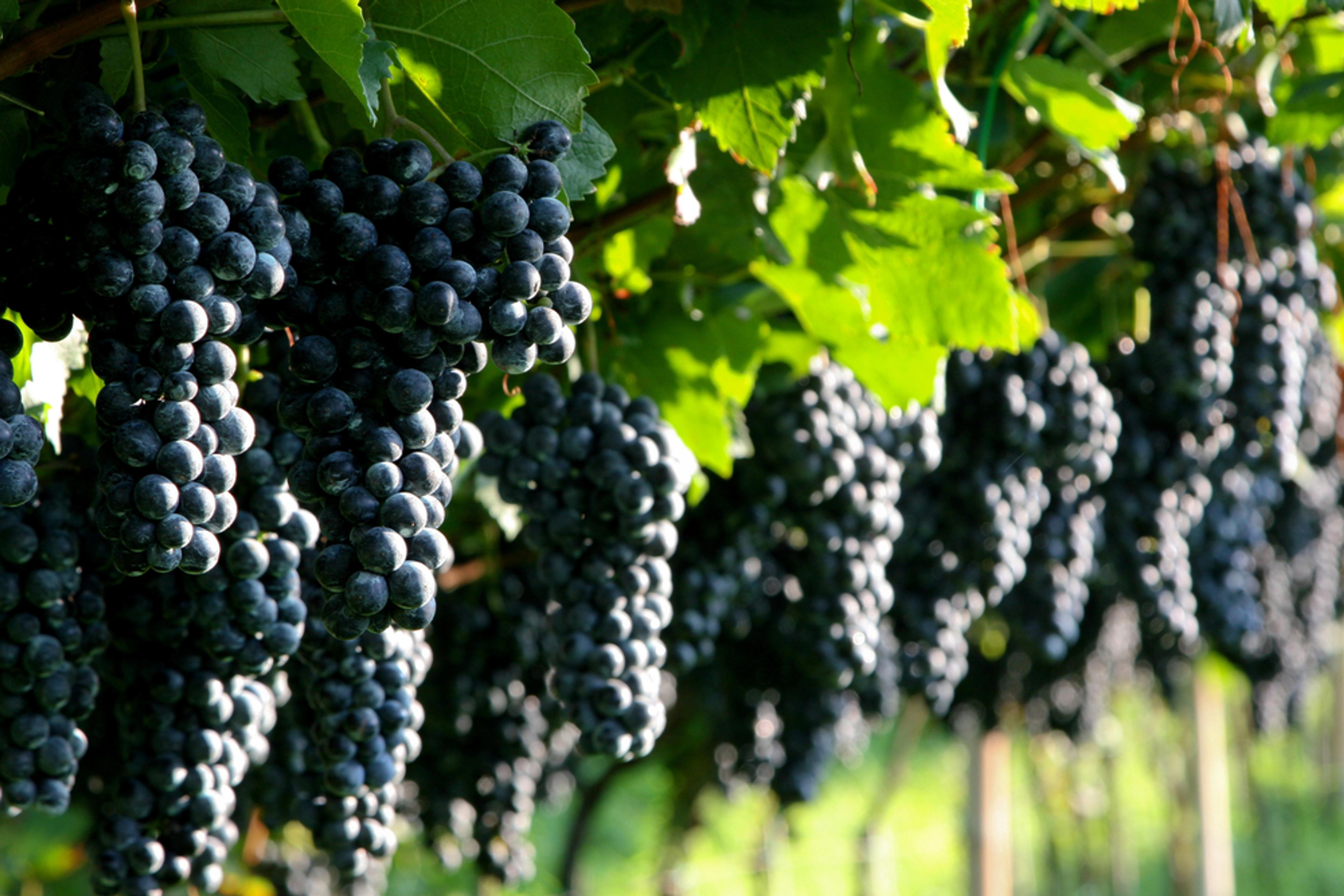 Wine Owners: Why Bordeaux 2019 is all about the price