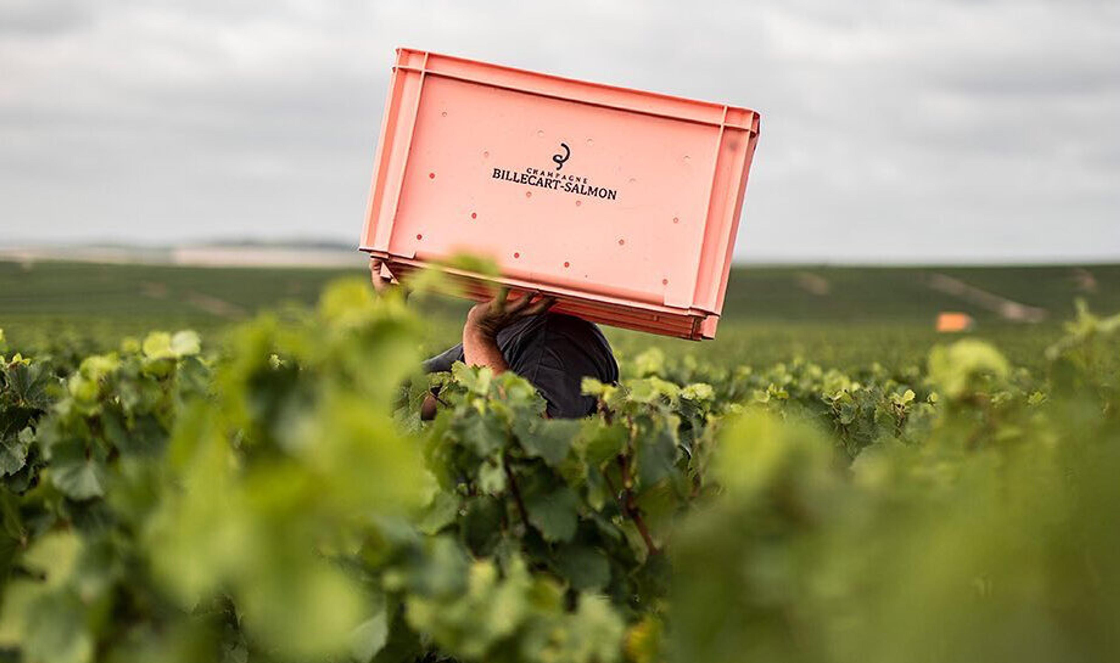 New ‘pop-up’ cuvée series: Rendez-Vous de Billecart-Salmon