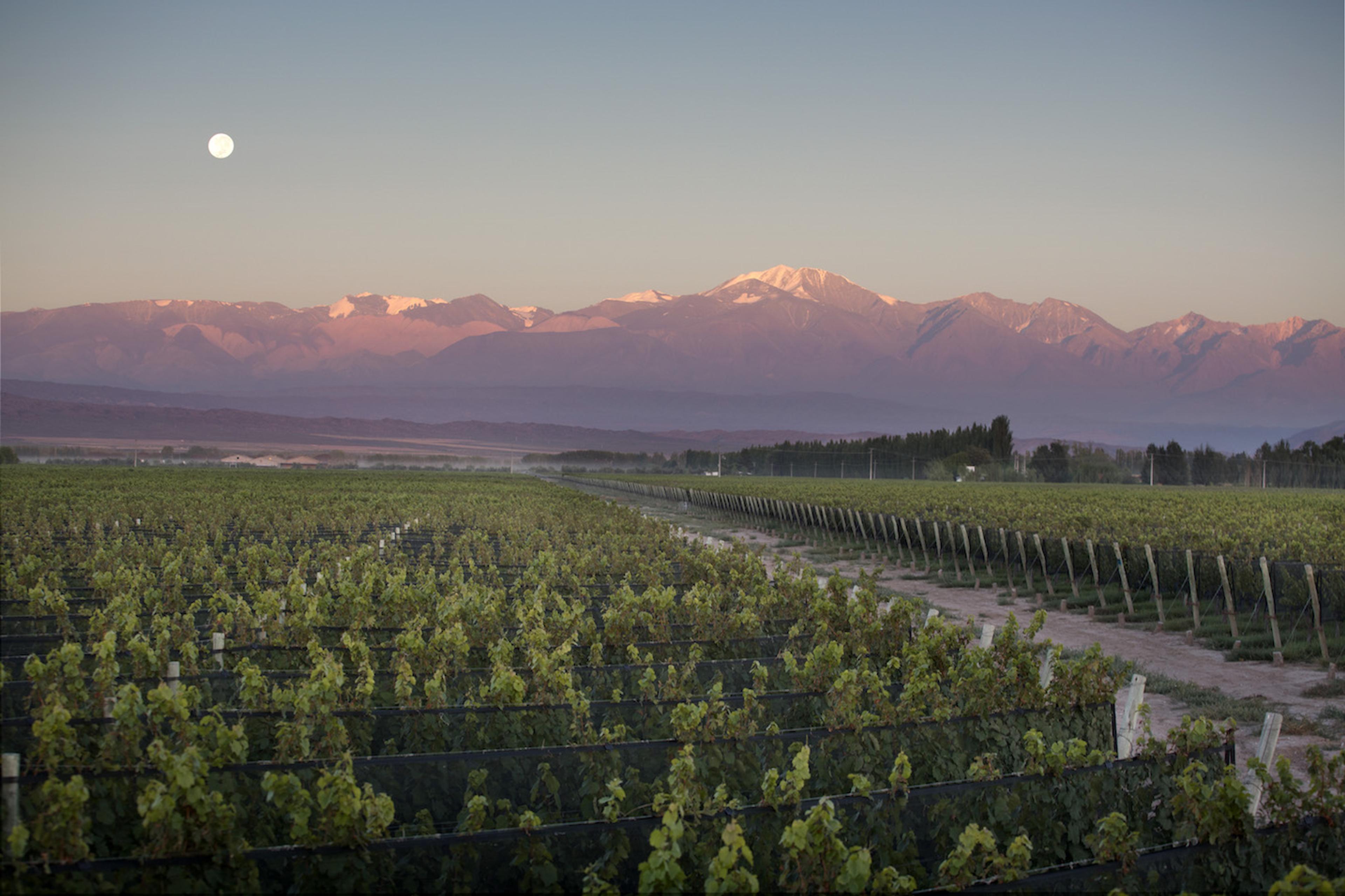Chakana’s Gabriel Bloise on what to leave out of winemaking