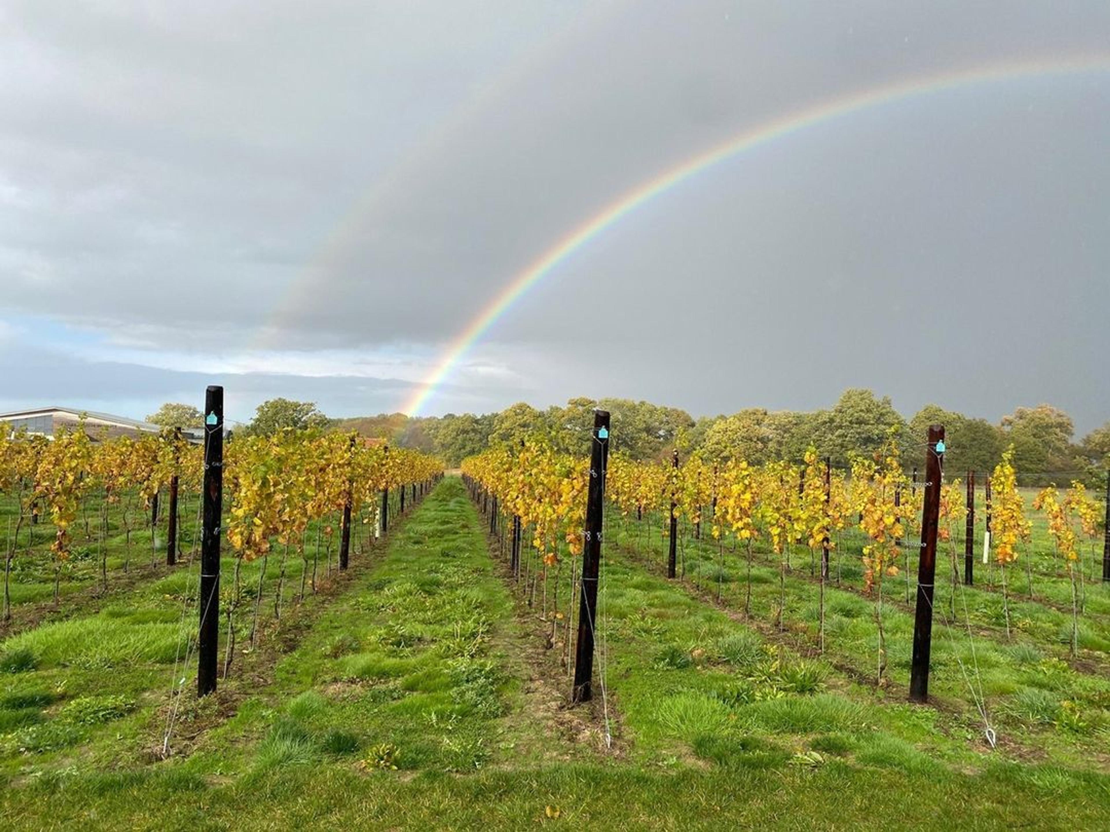 Justin Keay on the growing strength of English still wine