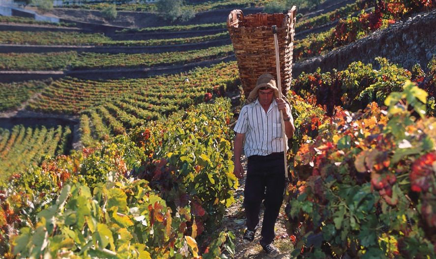 Portugal’s UK success shines in London Wine Competition