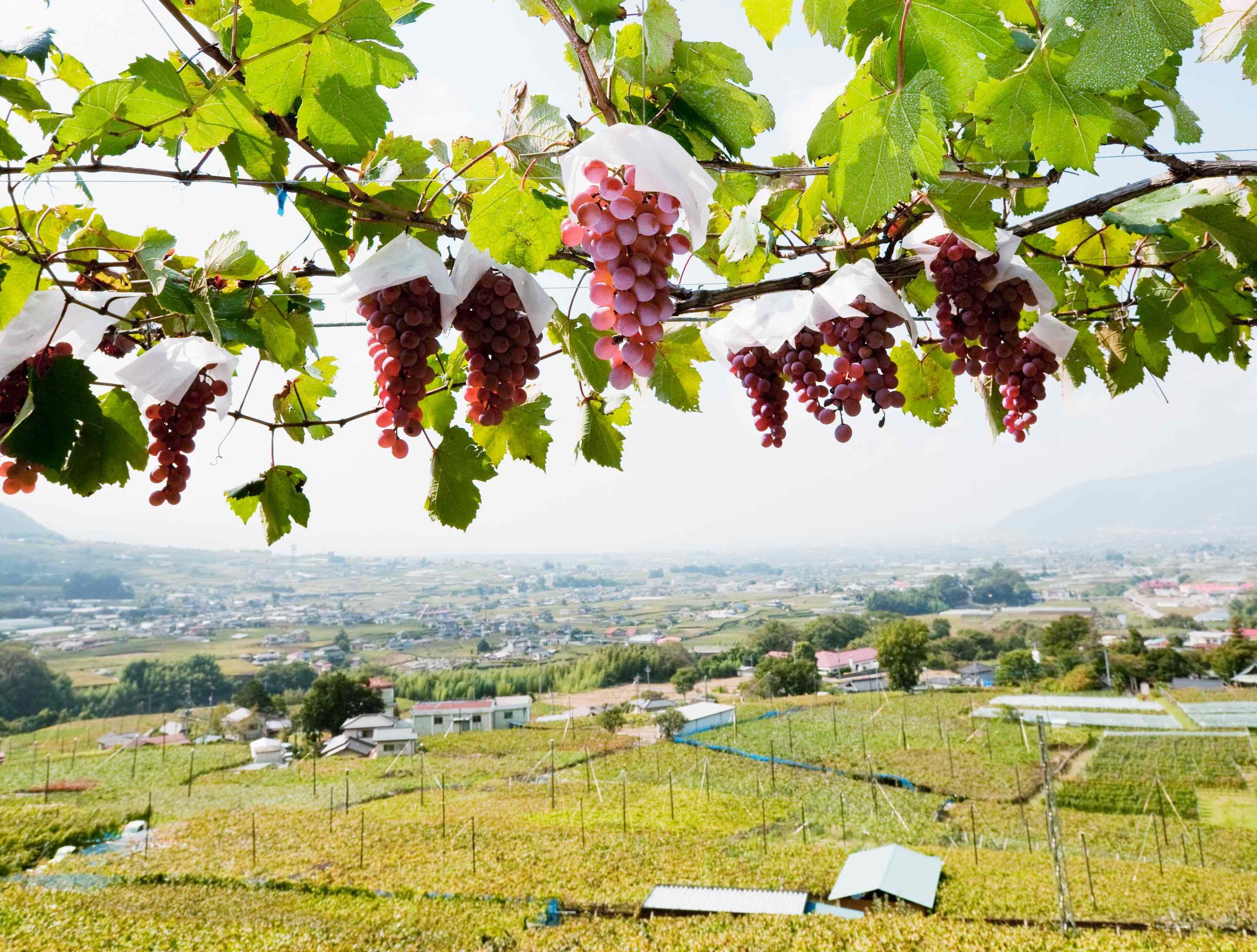What to expect at biggest ever UK tasting for Koshu of Japan