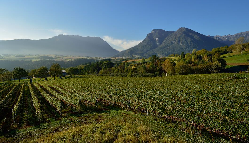 Trentino steps into the limelight as key Italian wine region