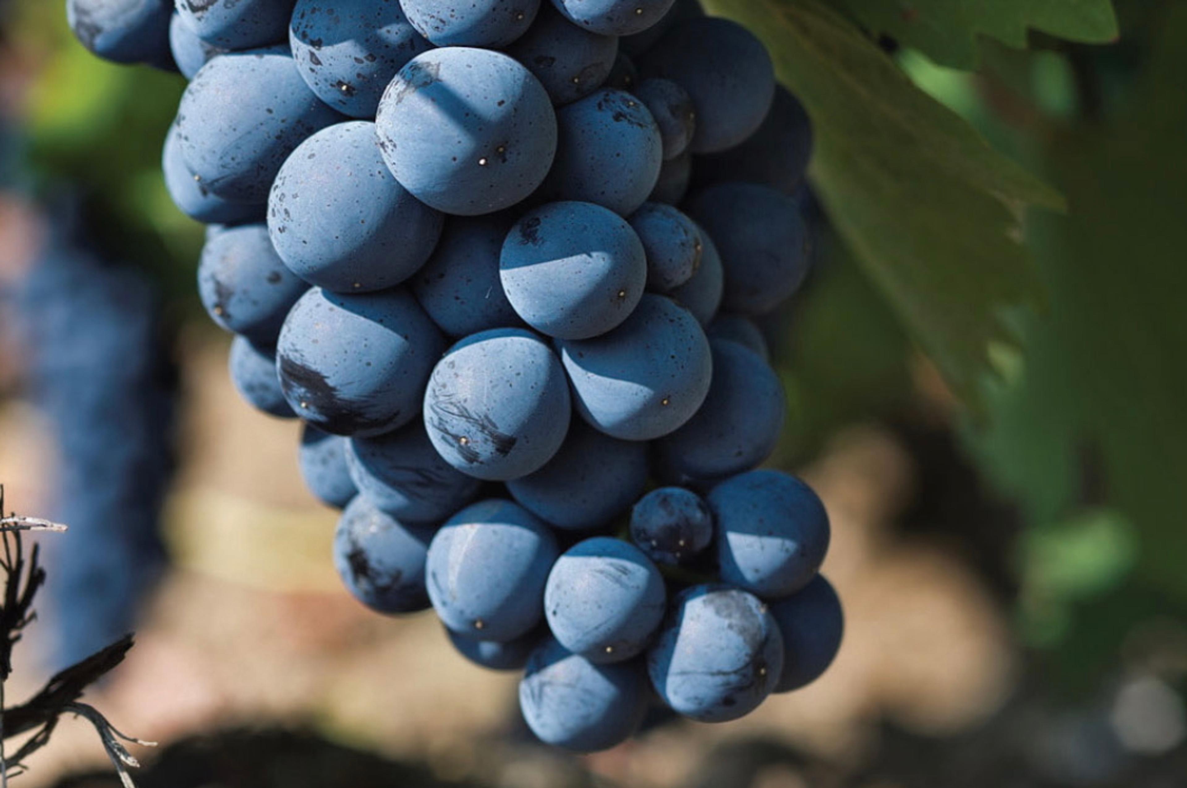 How Macedonia wants Vranec to represent the best wines it makes