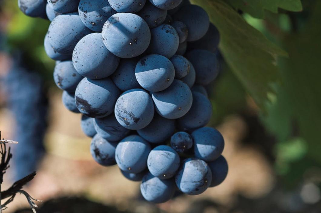 How Macedonia wants Vranec to represent the best wines it makes