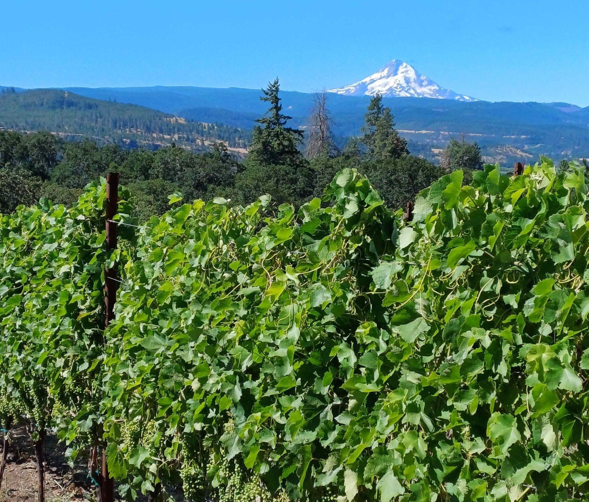 What does the future hold for Washington State wines?