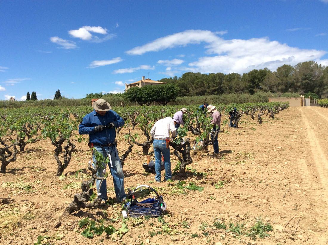 How Torres is bringing ancestral grape varieties back to life