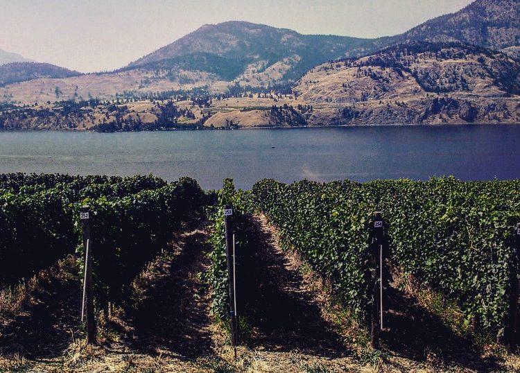 British Columbia: Canada’s unique, diverse and extreme wine region