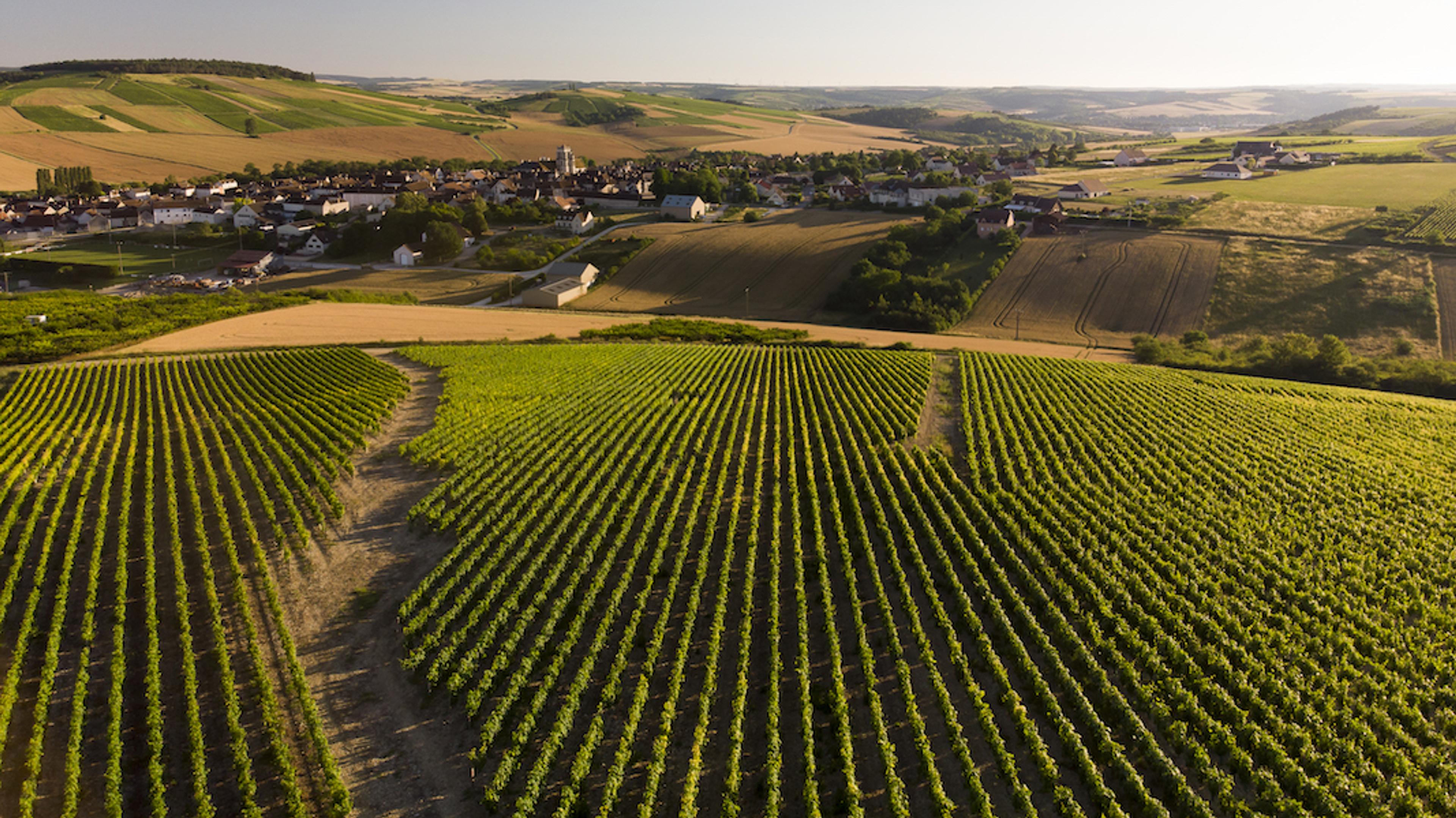 Bourgogne Week 2020: Flint Wines gives the inside track