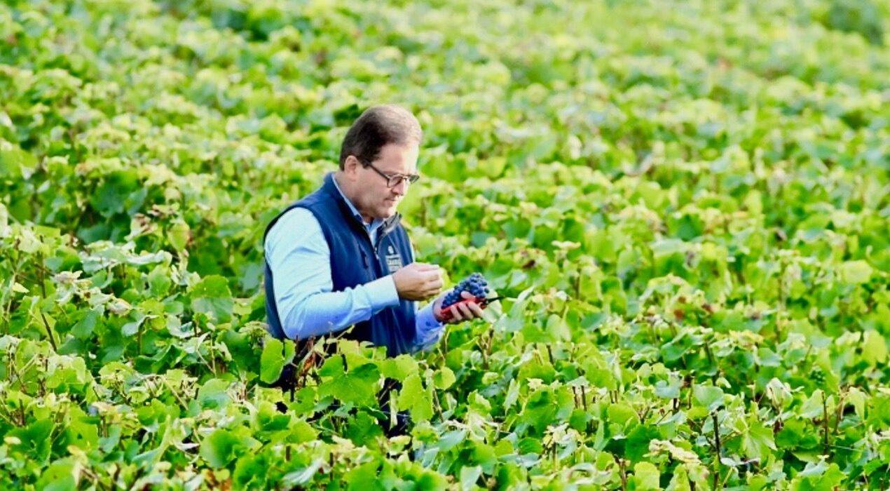 Understanding the DNA of Blanc des Millénaries 2006