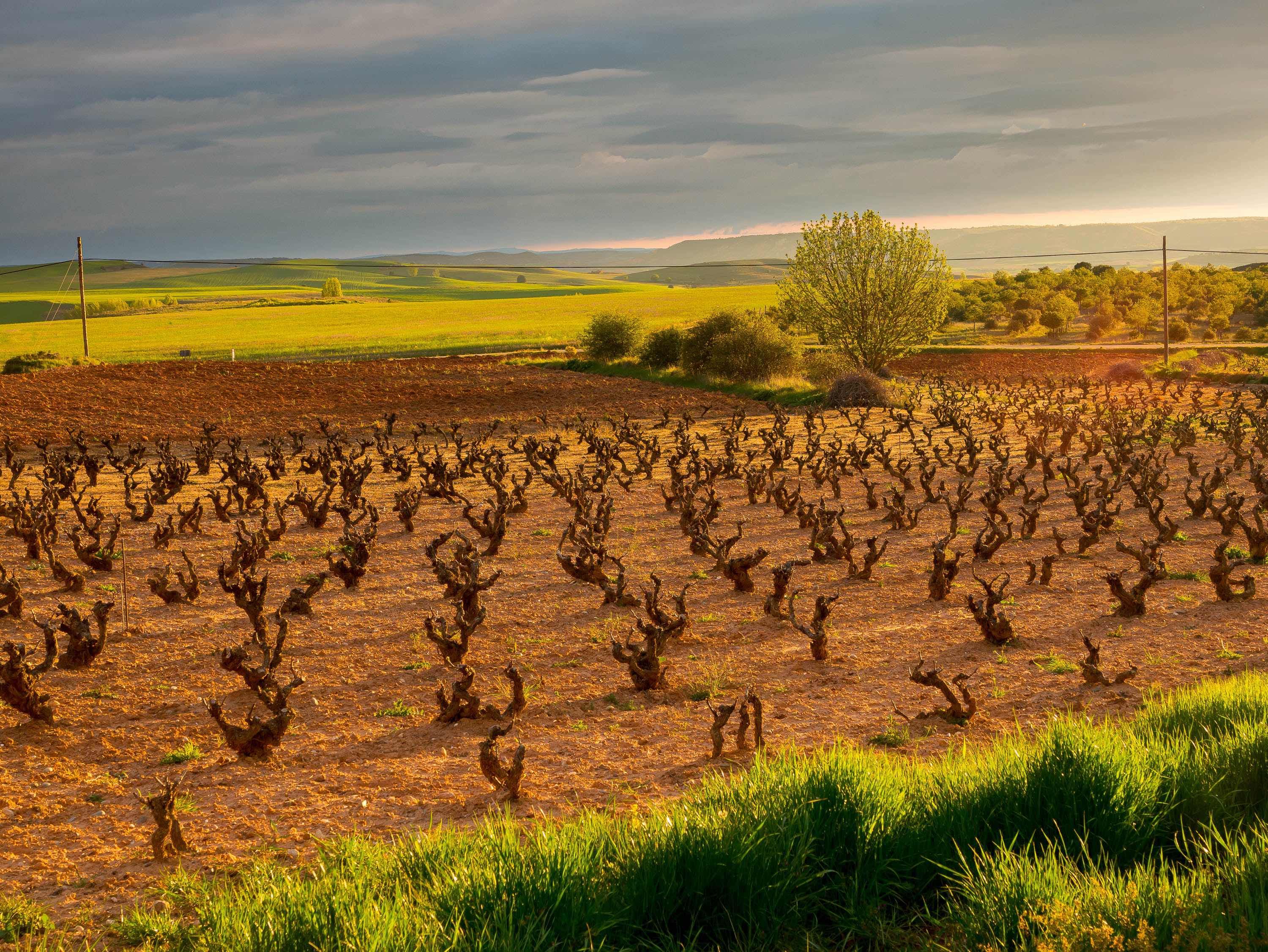 Tim Atkin: experience Ribera del Duero for yourself at Selection event 