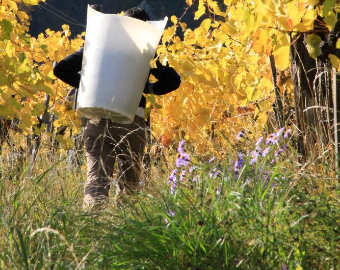 Building vineyard biodiversity to combat climate emergency