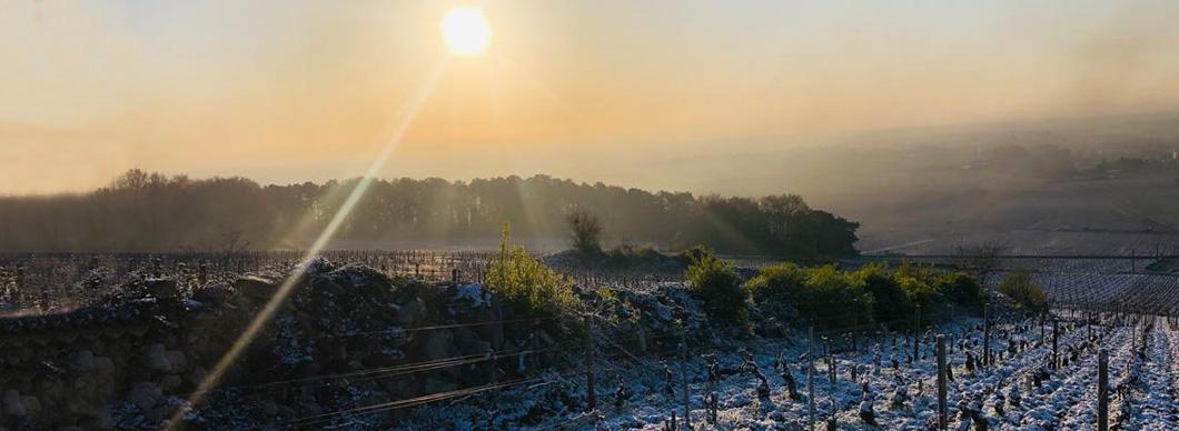 Burgundy 2021: a throwback to the pre-climate change vintages