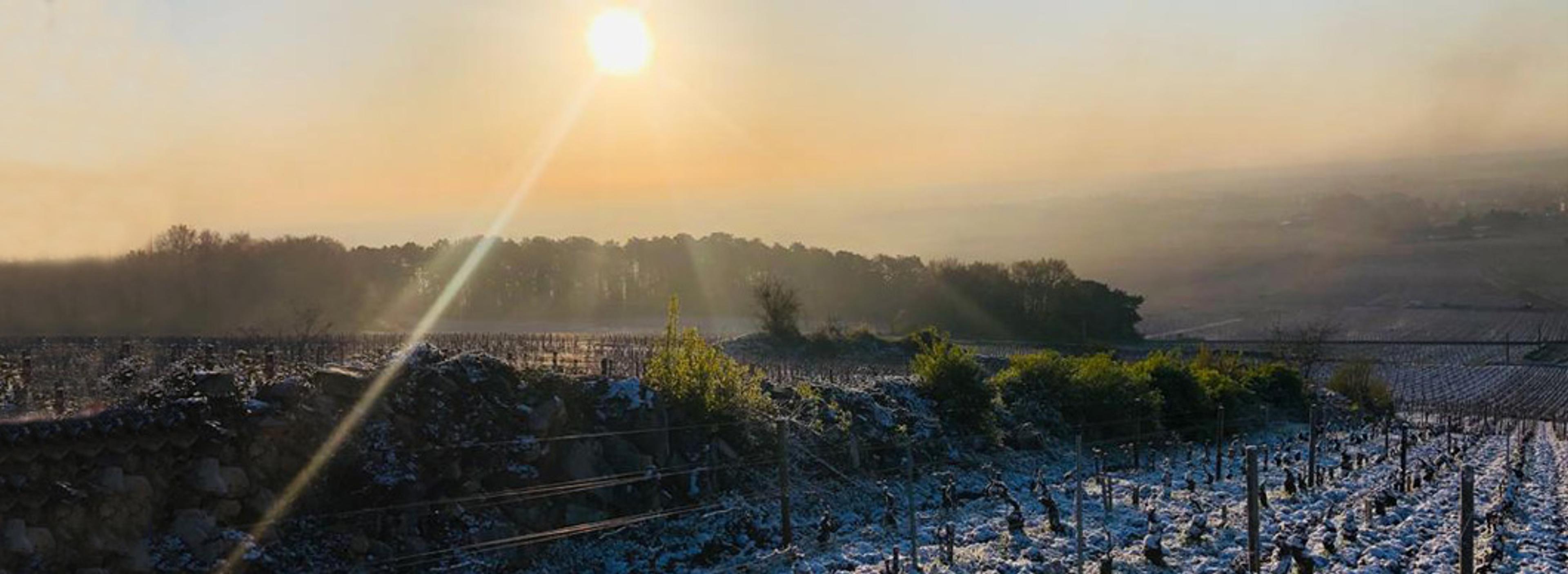 Burgundy 2021: a throwback to the pre-climate change vintages