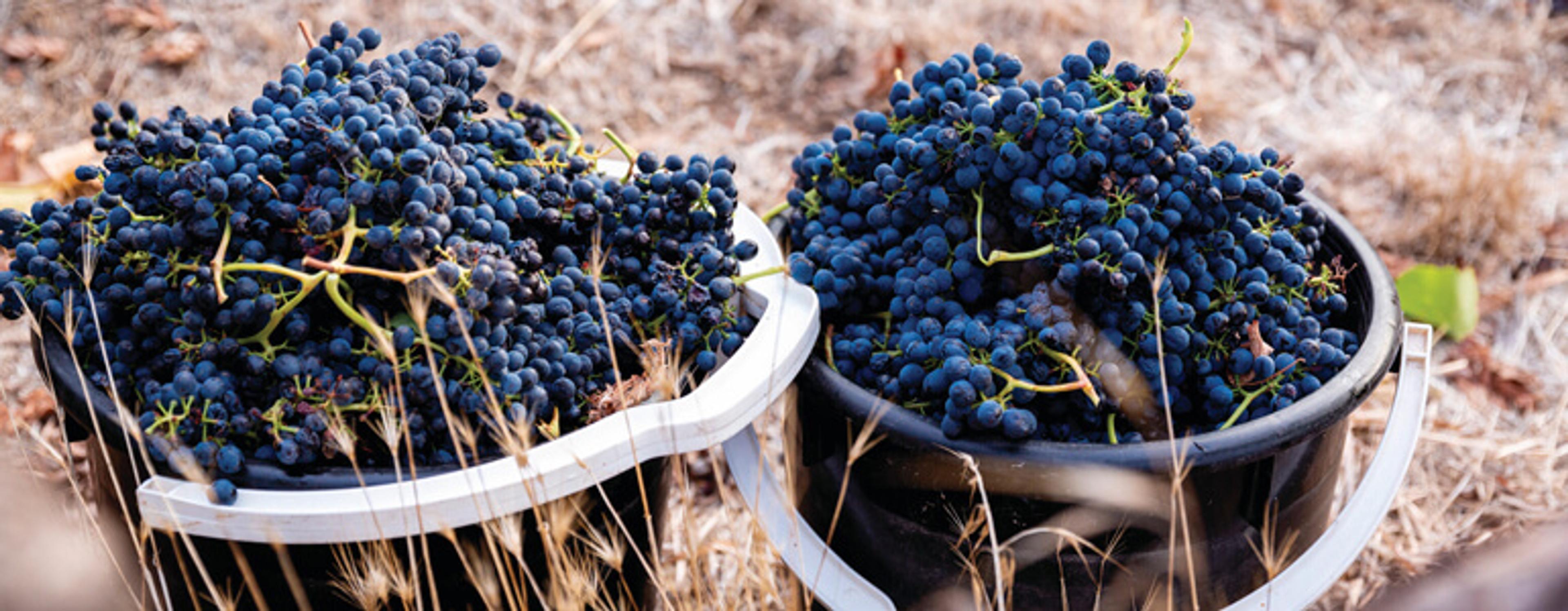 Roger Jones: 24 latest Australian Shiraz with a new reined-in style