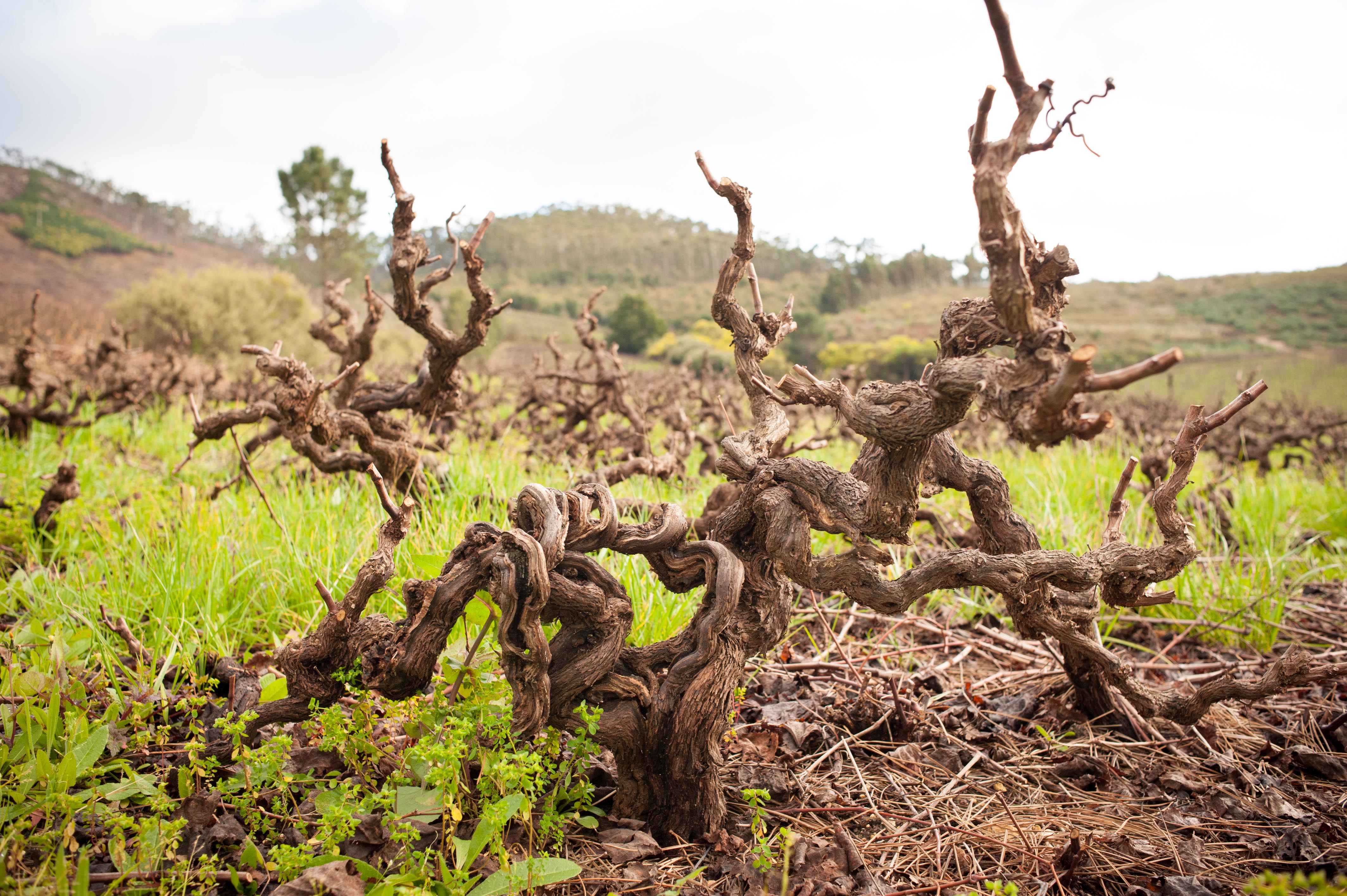 Buyer rewind: South Africa’s Old Vines are helping shape its future