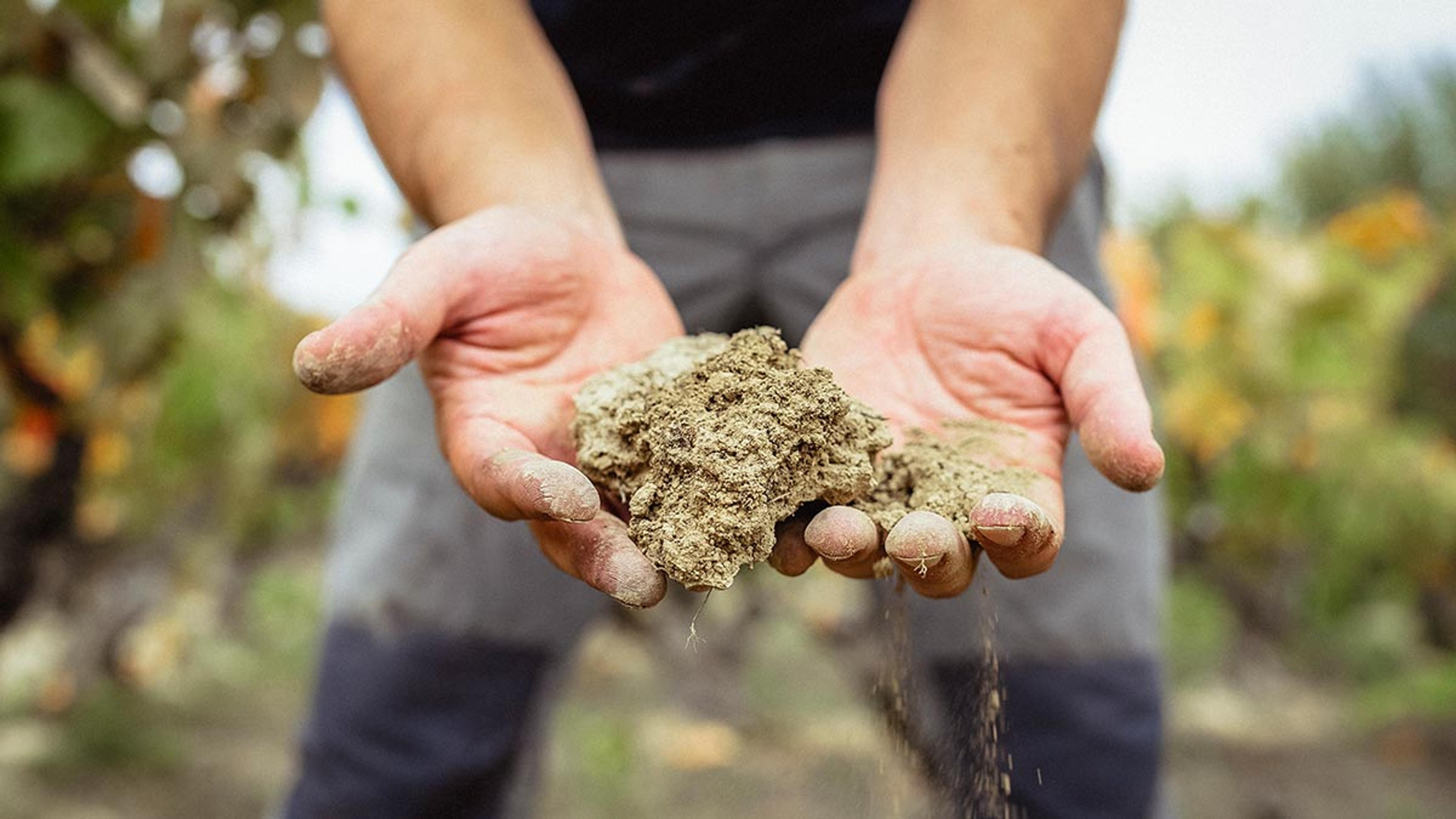 Why regenerative viticulture is the soil story winemakers need to tell